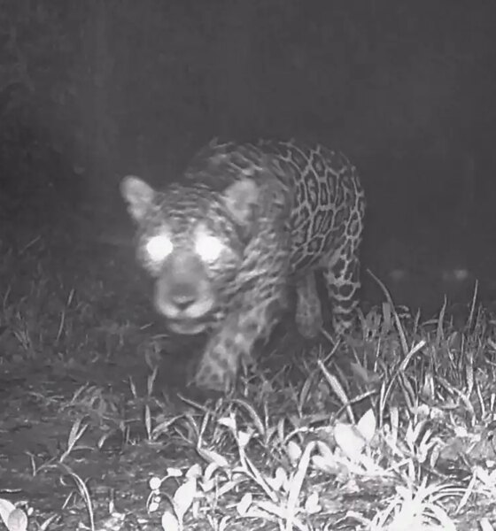 Onça-pintada é vista pela primeira vez no Rio de Janeiro em décadas