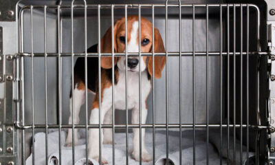 Brasil Proíbe Testes de Cosméticos em Animais: Novo Marco na Legislação