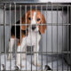 Brasil Proíbe Testes de Cosméticos em Animais: Novo Marco na Legislação