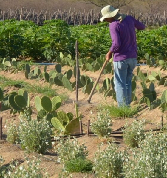 Aumento de Salários na Agricultura Familiar: Análise do Anuário Estatístico