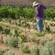 Aumento de Salários na Agricultura Familiar: Análise do Anuário Estatístico