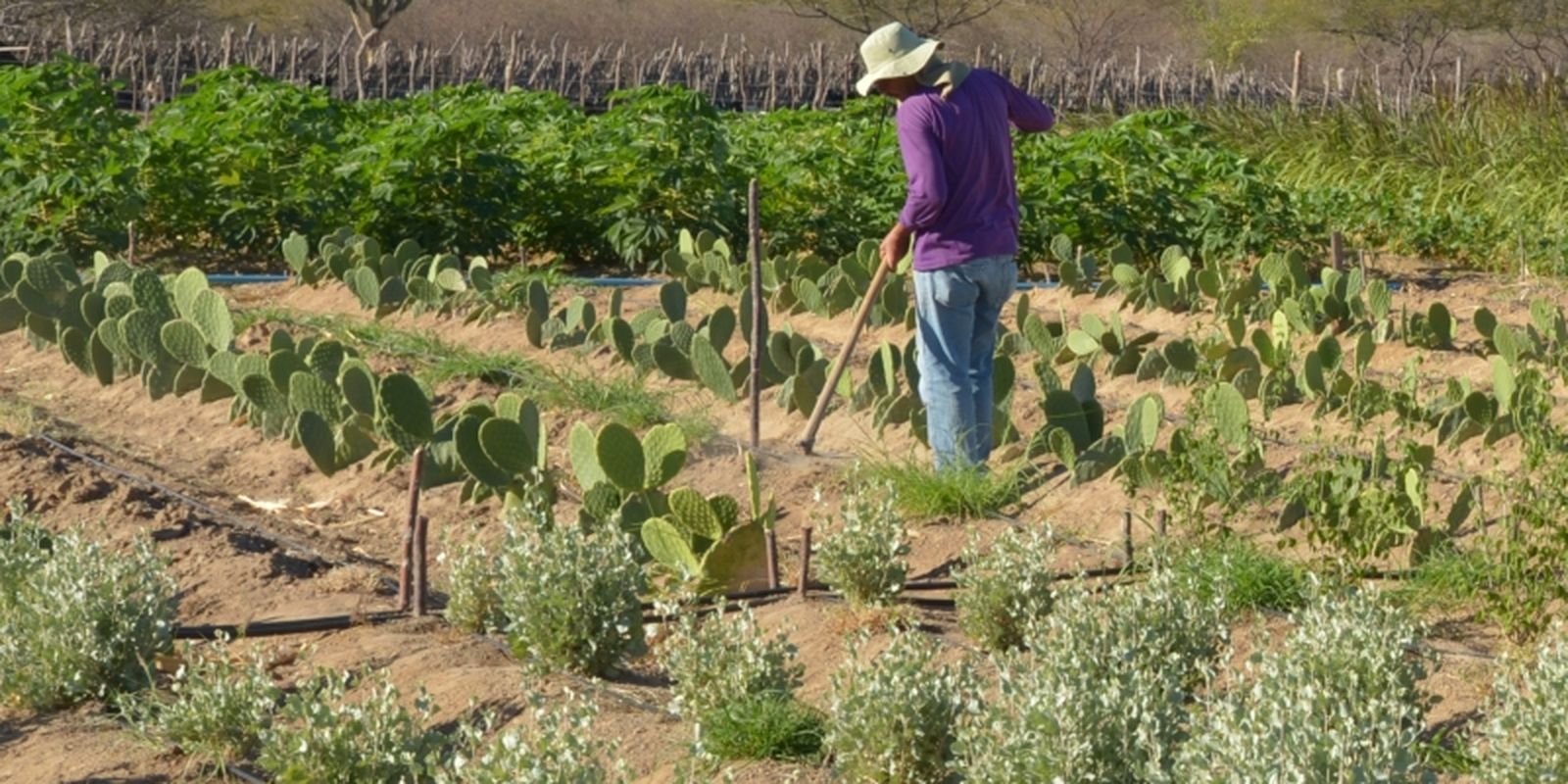 Aumento de Salários na Agricultura Familiar: Análise do Anuário Estatístico