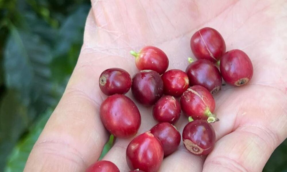 China habilita 183 novas empresas brasileiras de café para exportação