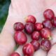 China habilita 183 novas empresas brasileiras de café para exportação