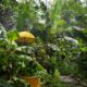 Sistemas Agroflorestais na Amazônia: Um Caminho para a Sustentabilidade e o Sequestro de Carbono