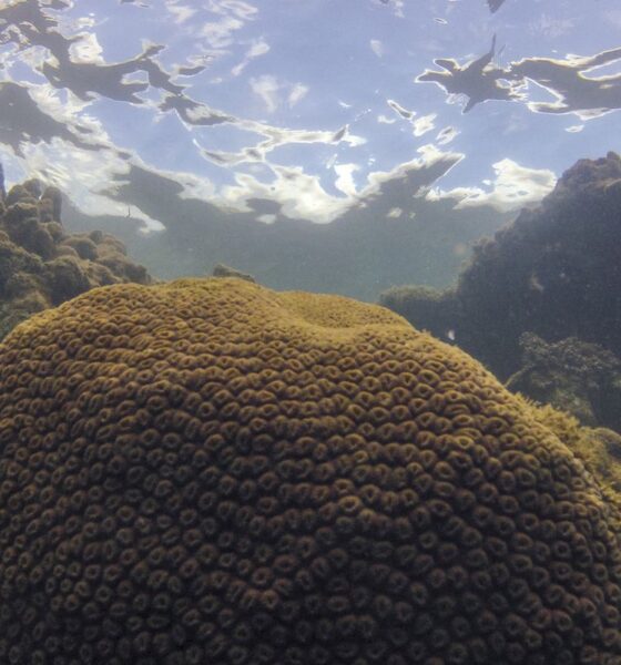 Fenômenos Climáticos Ameaçam Ecossistemas Marinhos do Atlântico Sul