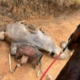Maus-tratos a Cavalo em Bananal: Polêmica Ganha Repercussão Nacional