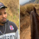 Caso de Mutilação de Cavalo em Bananal: Polêmica e Justiça em Análise