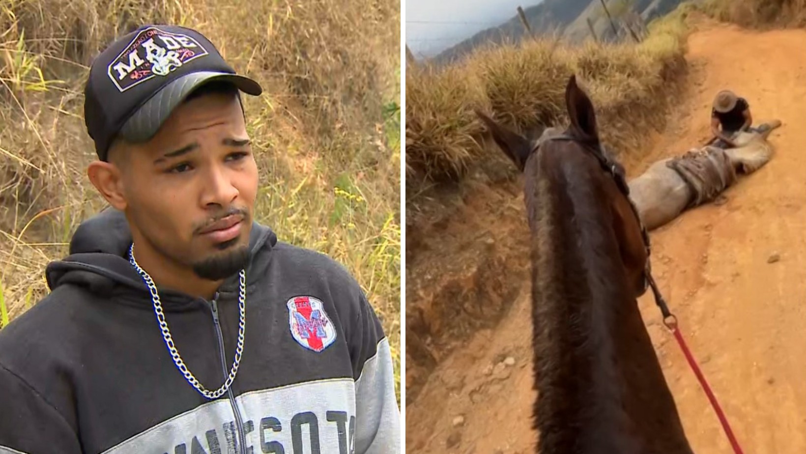 Caso de Mutilação de Cavalo em Bananal: Polêmica e Justiça em Análise
