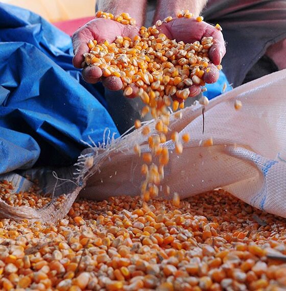 Projeto de Lei Prioriza Municípios Carentes na Segurança Alimentar