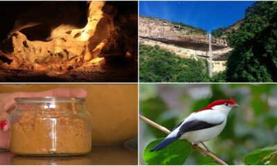 A Vegetação da Mata Atlântica: Diversidade e Gastronomia Local