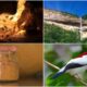 A Vegetação da Mata Atlântica: Diversidade e Gastronomia Local