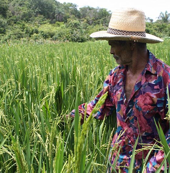 Região Norte Receberá R$ 38 Milhões em Crédito Extraordinário para Assistência Técnica e Extensão Rural